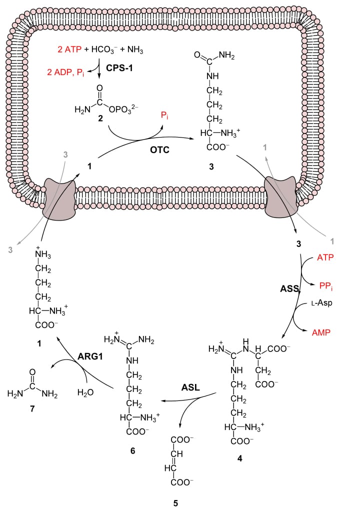 urea cycle