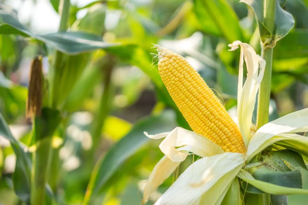 Is Corn A Vegetable, A Fruit, A Grain Or A Seed?
