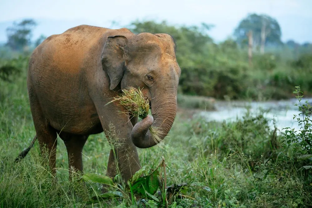 Why Are Elephants Important To The Environment?
