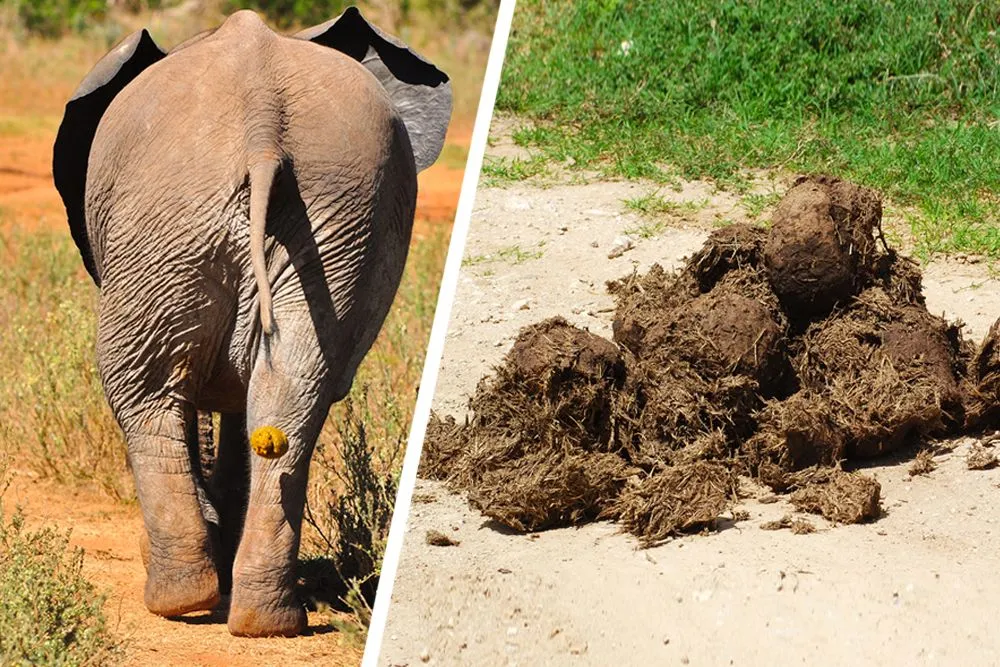 Elephant Poop Science: What Can We Know About Elephants From Their Dung?
