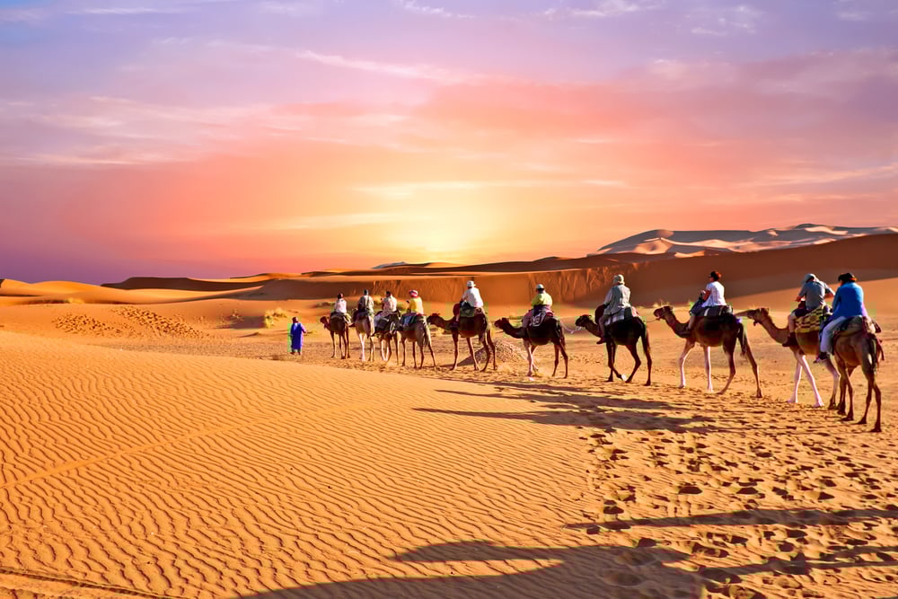 Camel caravan going through the sand dunes in the Sahara Desert, Morocco(Steve Photography)s