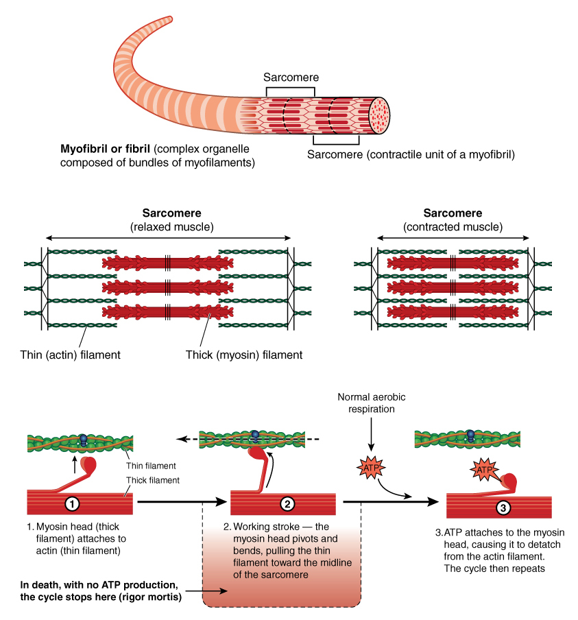 Detail of a muscle sarcomere showing thin and thick filaments and mechanism of mechanical contraction(Blamb)s