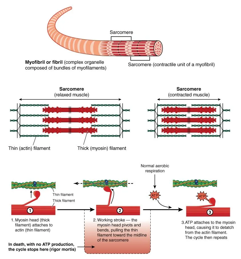 Detail of a muscle sarcomere showing thin and thick filaments and mechanism of mechanical contraction(Blamb)s