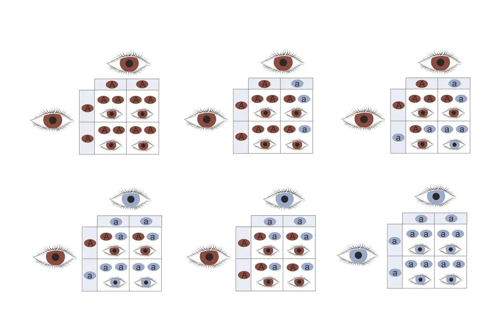 Genetic eye color inheritance of brown and blue eyes(Soleil Nordic)s