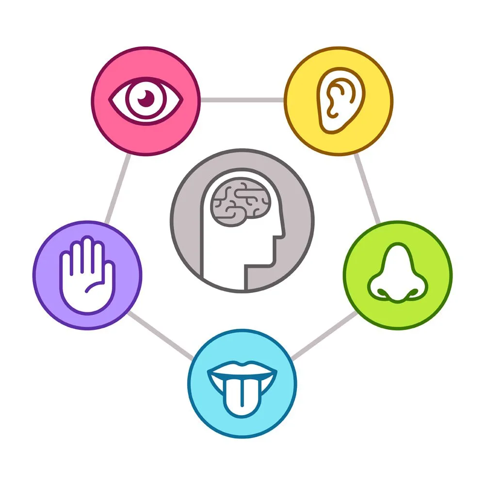 Human perception infographic scheme(Sudowoodo)s
