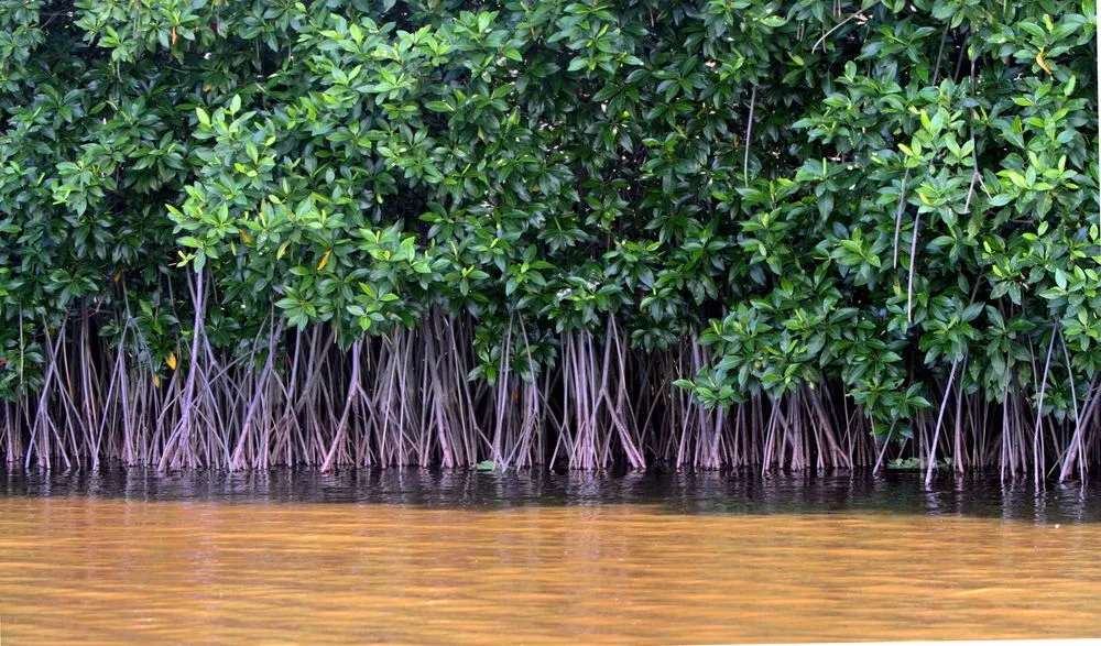 Mangrove Forest( Oliver Osvald)s