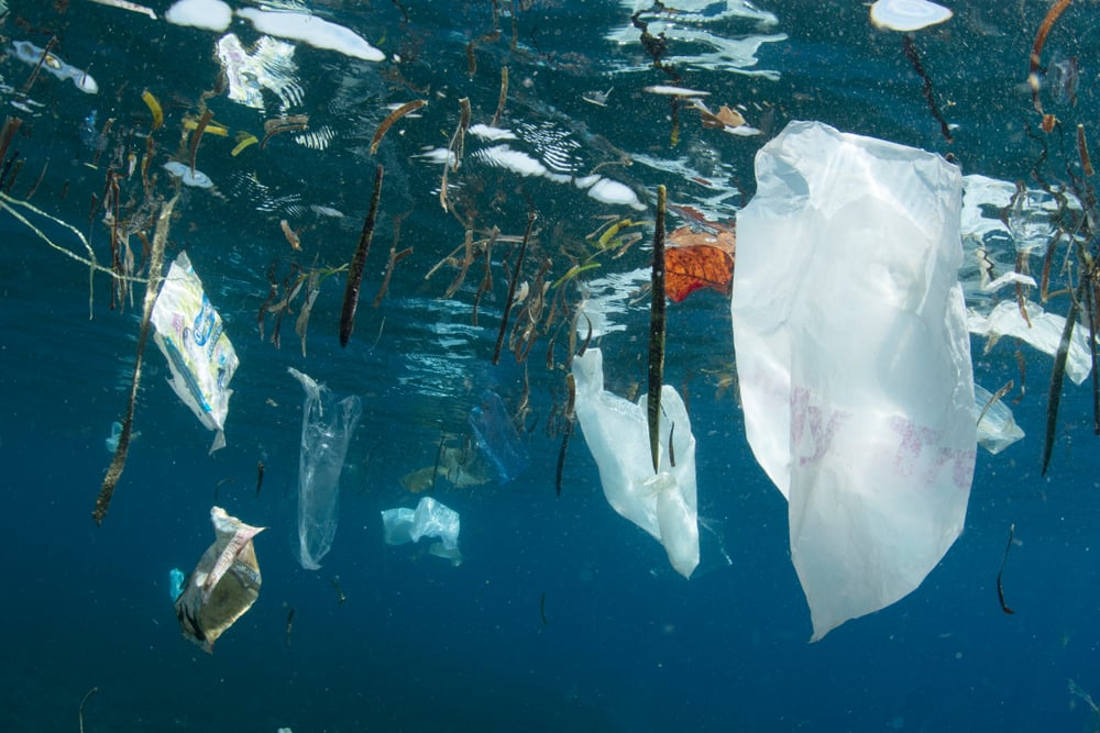 Plastic bags and other trash littered into the ocean( Shane Gross)s