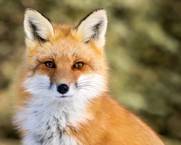 Red Fox - Vulpes vulpes, sitting up at attention, direct eye contact( RT Images)S
