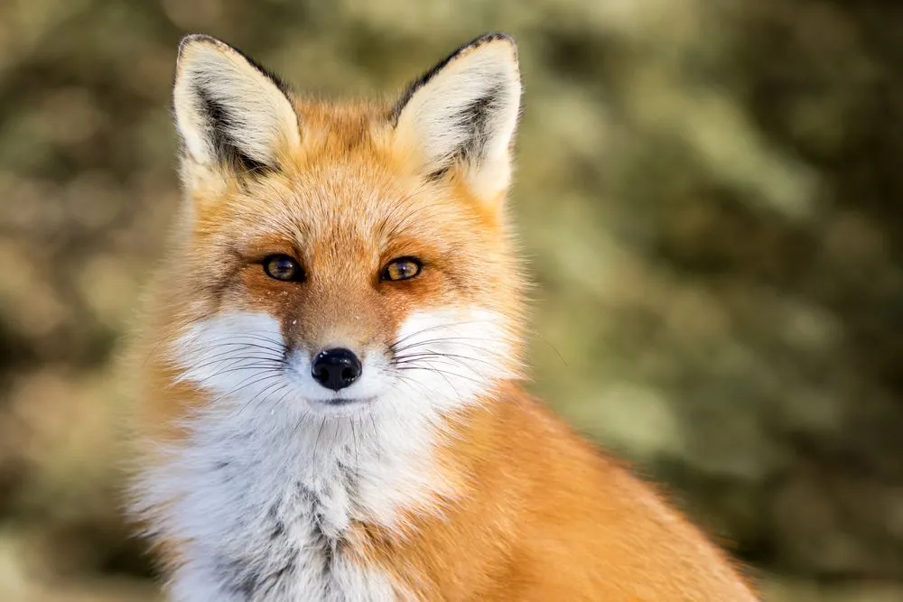 Fox Diet: What Do Foxes Eat?