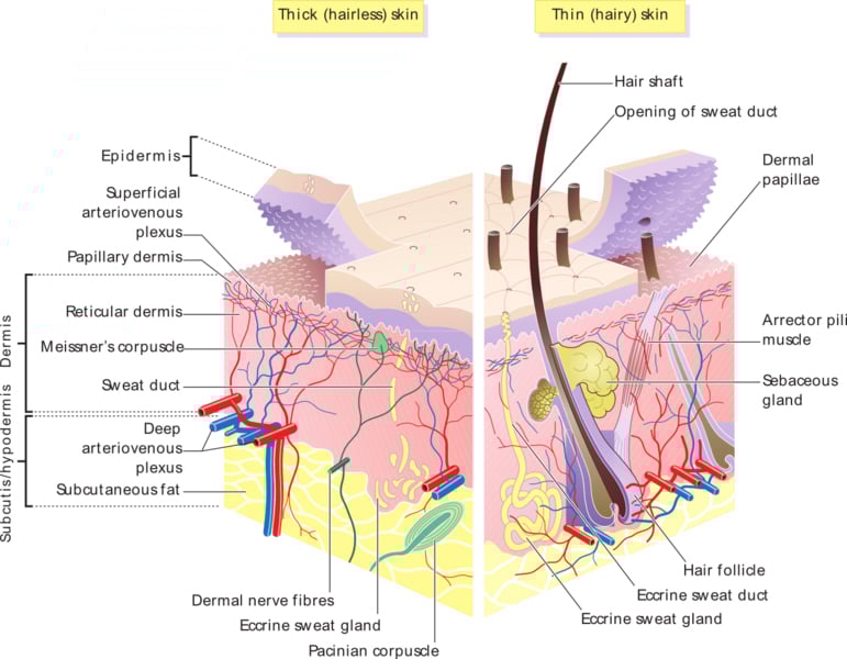 Skin layers hair without hai