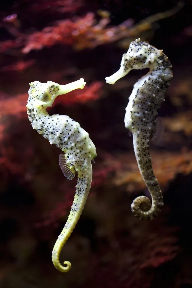 Seahorse Birth: Do Male Seahorses Give Birth?