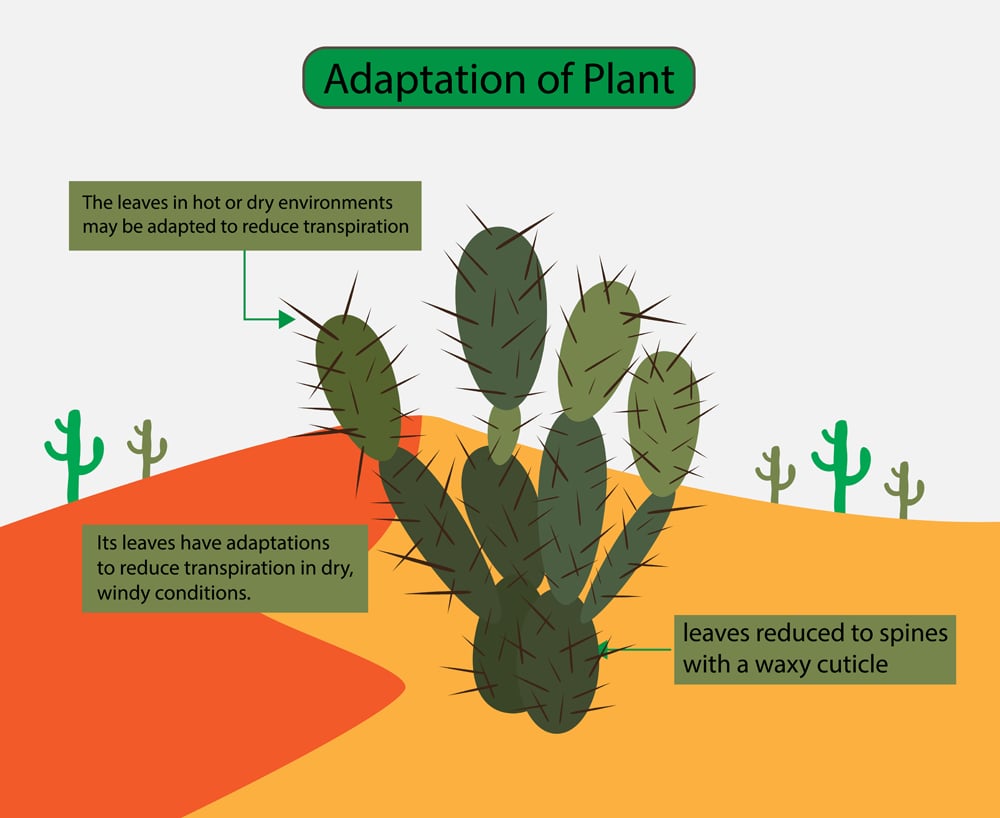 The leaves in hot or dry environments may be adapted to reduce transpiration, Desert plants(Nasky)s