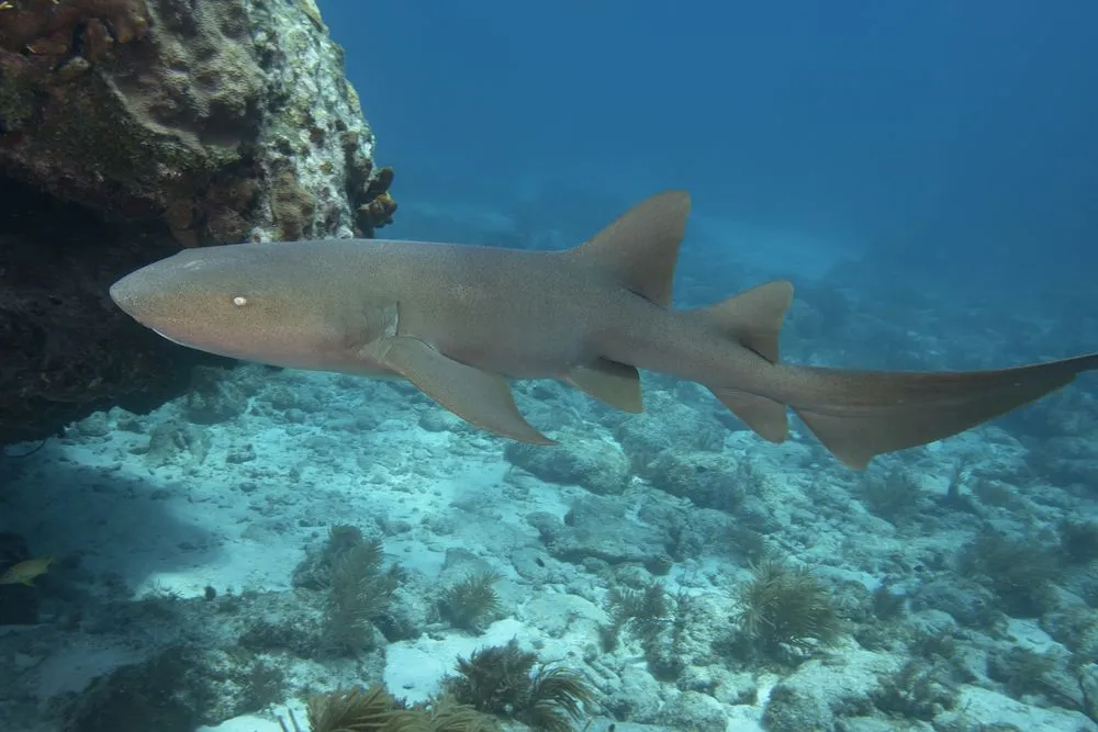 Underwater Nurse Shark in the Florida Keys(Andrew Jalbert)s