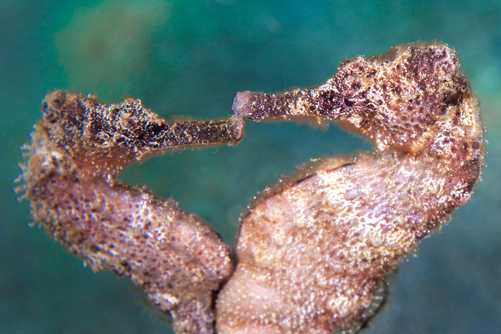 dancing Sea Horse in the Caribbean Sea at scuba dive around Curacao(NaturePicsFilms)S