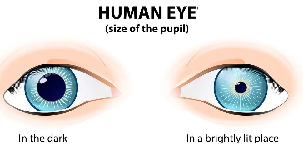 dilated and constricted pupils(Designua)s