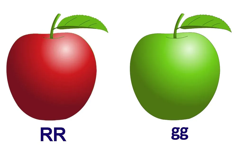 Mendel's Law Of Dominance: Definition, Explanation And Examples