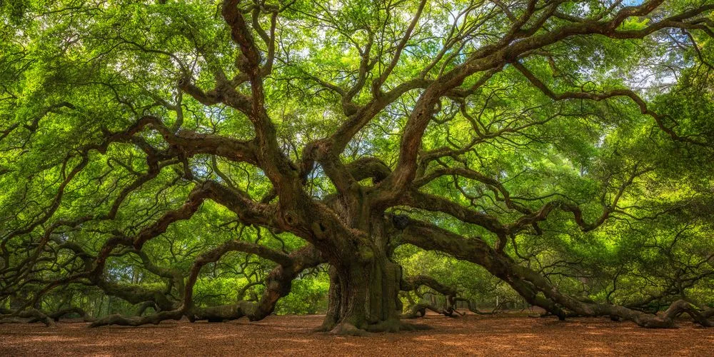 Why Do Trees Live For Hundreds Of Years?