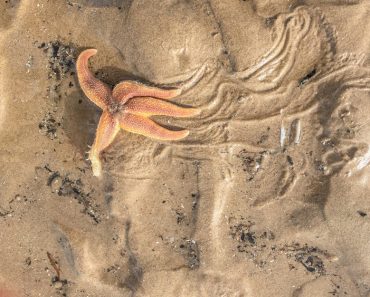 Common Star fish, Asterias rubens(Brian Maudsley)S