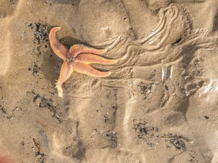 Starfish Locomotion: How Do Starfish Move?