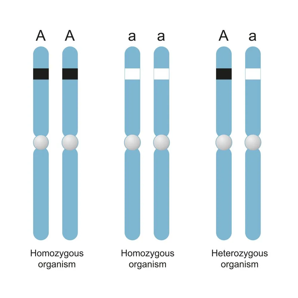 Difference Between Homozygous and Heterozygous(Aldona Griskeviciene)s
