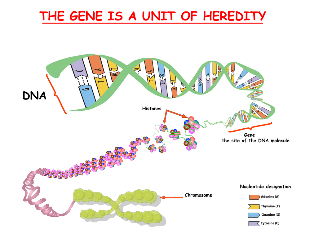 Genome in the structure of DNA(Zvitaliy)s