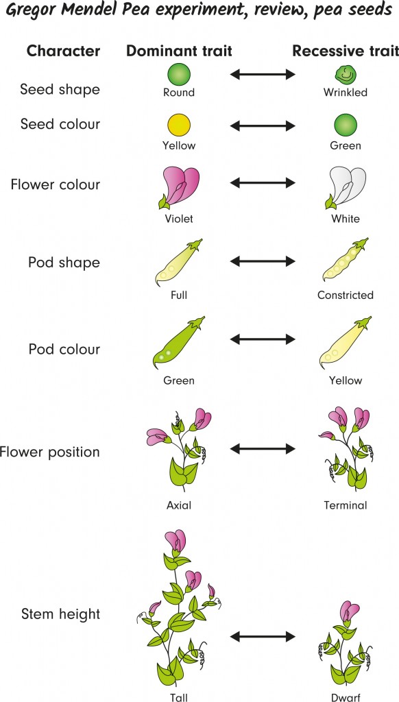 Gregor Mendel Pea experiment(Emre Terim)S