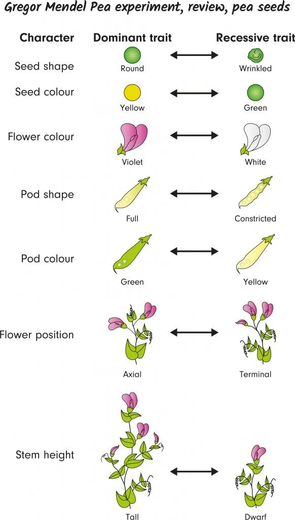 Gregor Mendel Pea experiment(Emre Terim)S