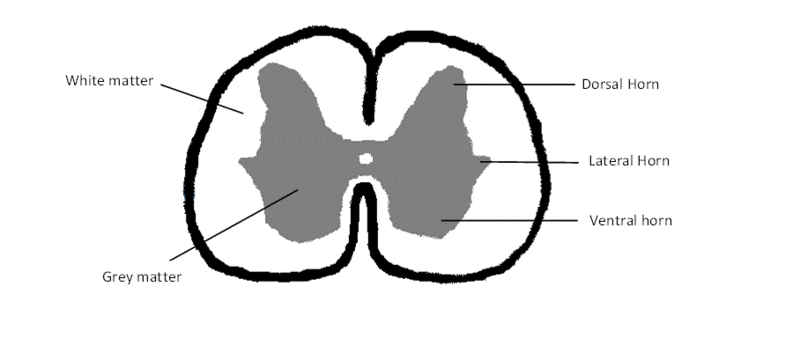 Grey and white matter in the spinal cord