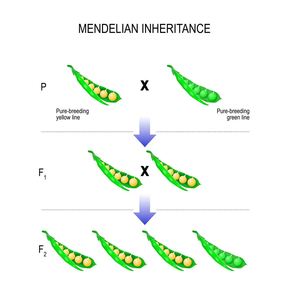 Mendel's Law Of Segregation: Definition, Explanation, Biology & Examples