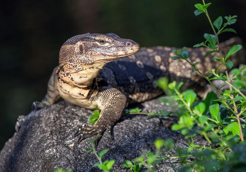 Monitor Lizard(jeep2499)s