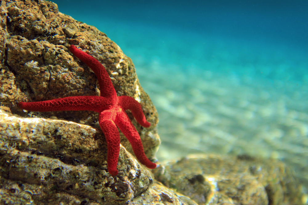 Most beautiful mediterranean sea star underwater(Vojce)s