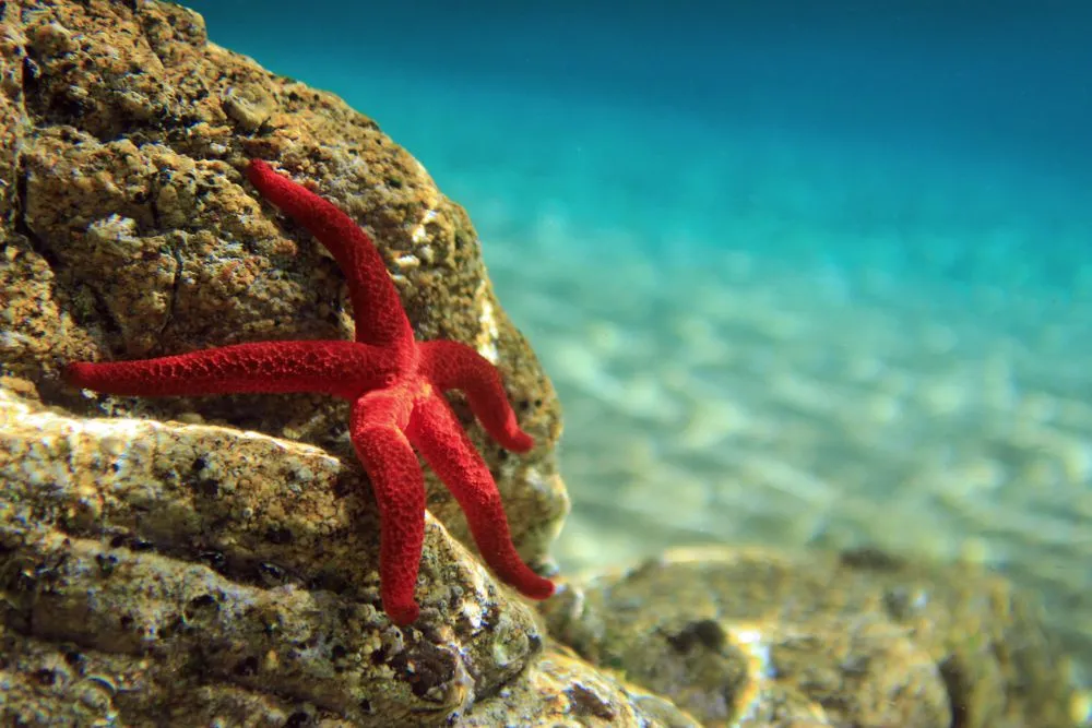 Most beautiful mediterranean sea star underwater(Vojce)s