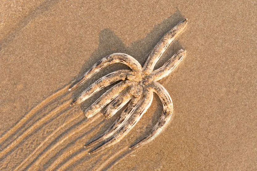 Starfish move on the beach(Kriwoot Boontan)S