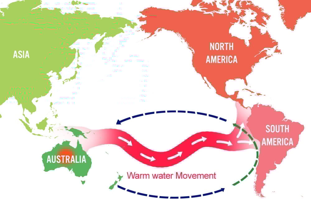 The El Niño is a warm water current that travels from the west to east Pacific