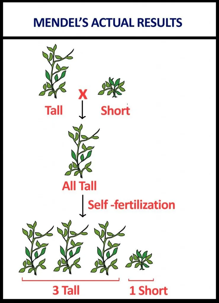mandel's low diagram