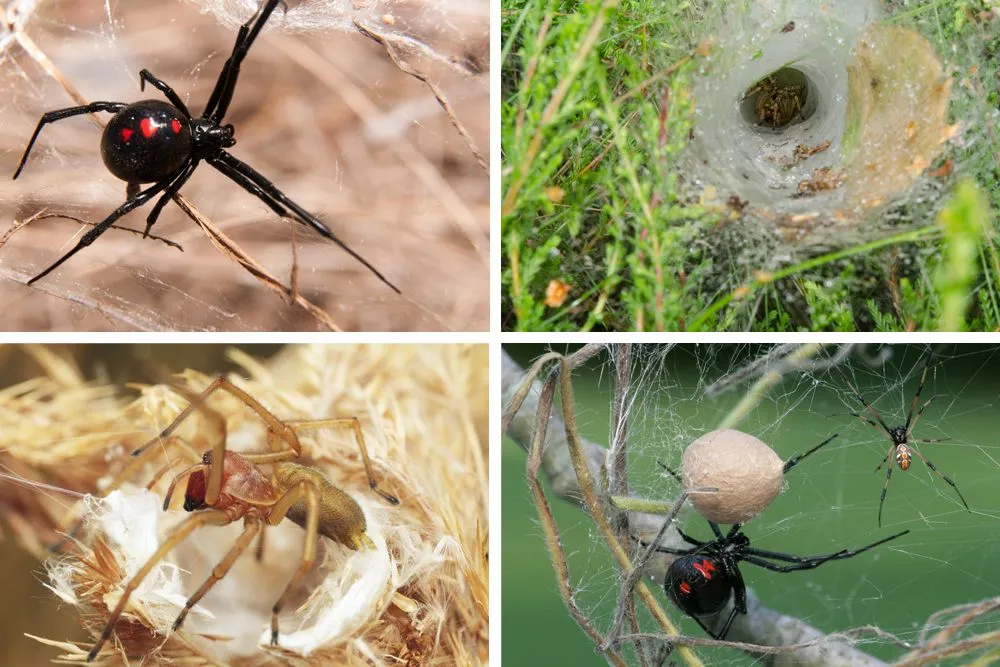Deadliest Spiders: Black Widow, Brown Recluse, Funnel Web And More