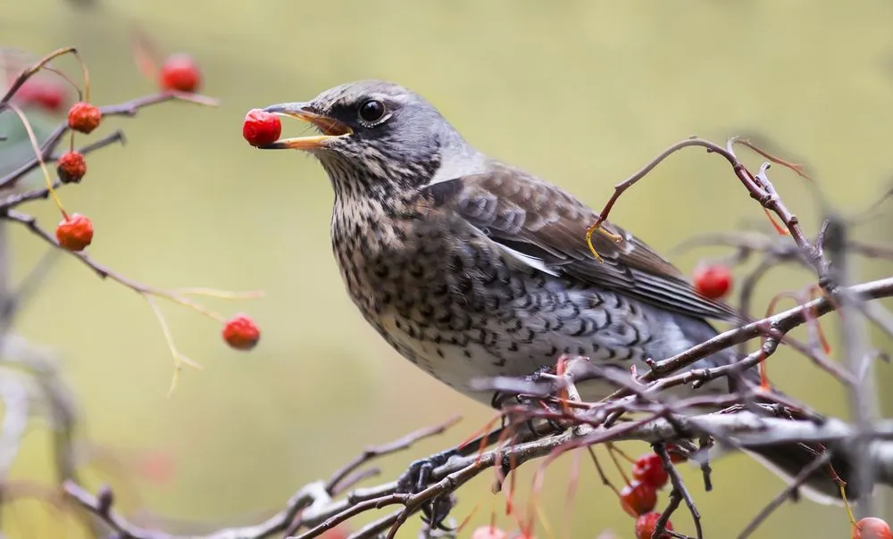Toothlessness In Birds: Why Don't Birds Have Teeth?