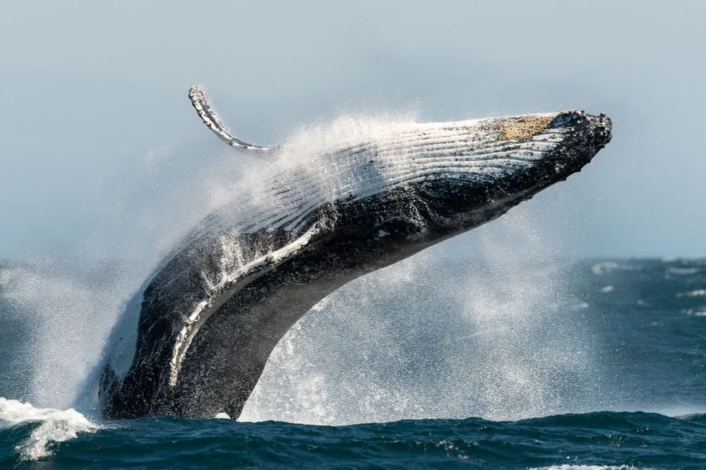 Why Are Whales So Big? Why Can't Terrestrial Mammals Get As Big?