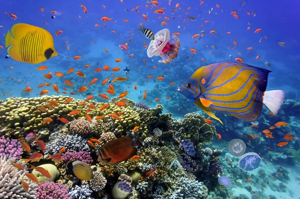 Ocean Ecosystem: Life, Food Chain, Importance And Other Facts