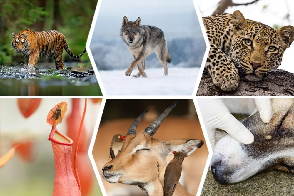 Ecological Relationships: How Do Species Interact With One Another?