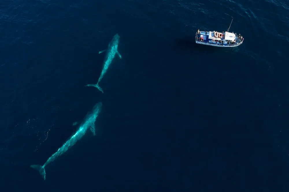 From an aerial view, a pair of blue whales swims under the surface in Monterey Bay(Chase Dekker)S