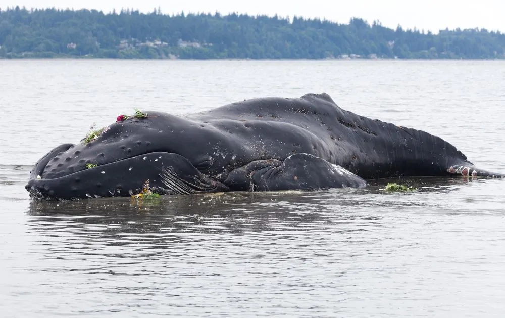 Why Dead Whales Are Dangerous?