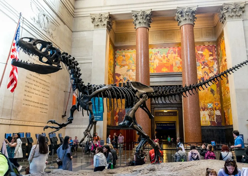 How Are Dinosaur Skeletons Held Together In Museums?