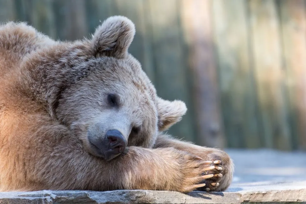 Why Do Bears Hibernate? How Long Do Bears Hibernate?