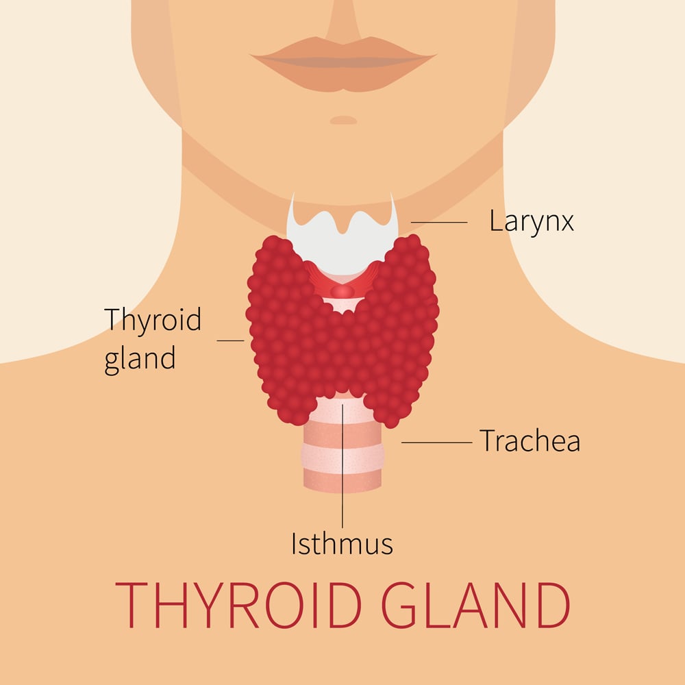 Thyroid gland and trachea scheme shown on a silhouette of a man(art4stock)s