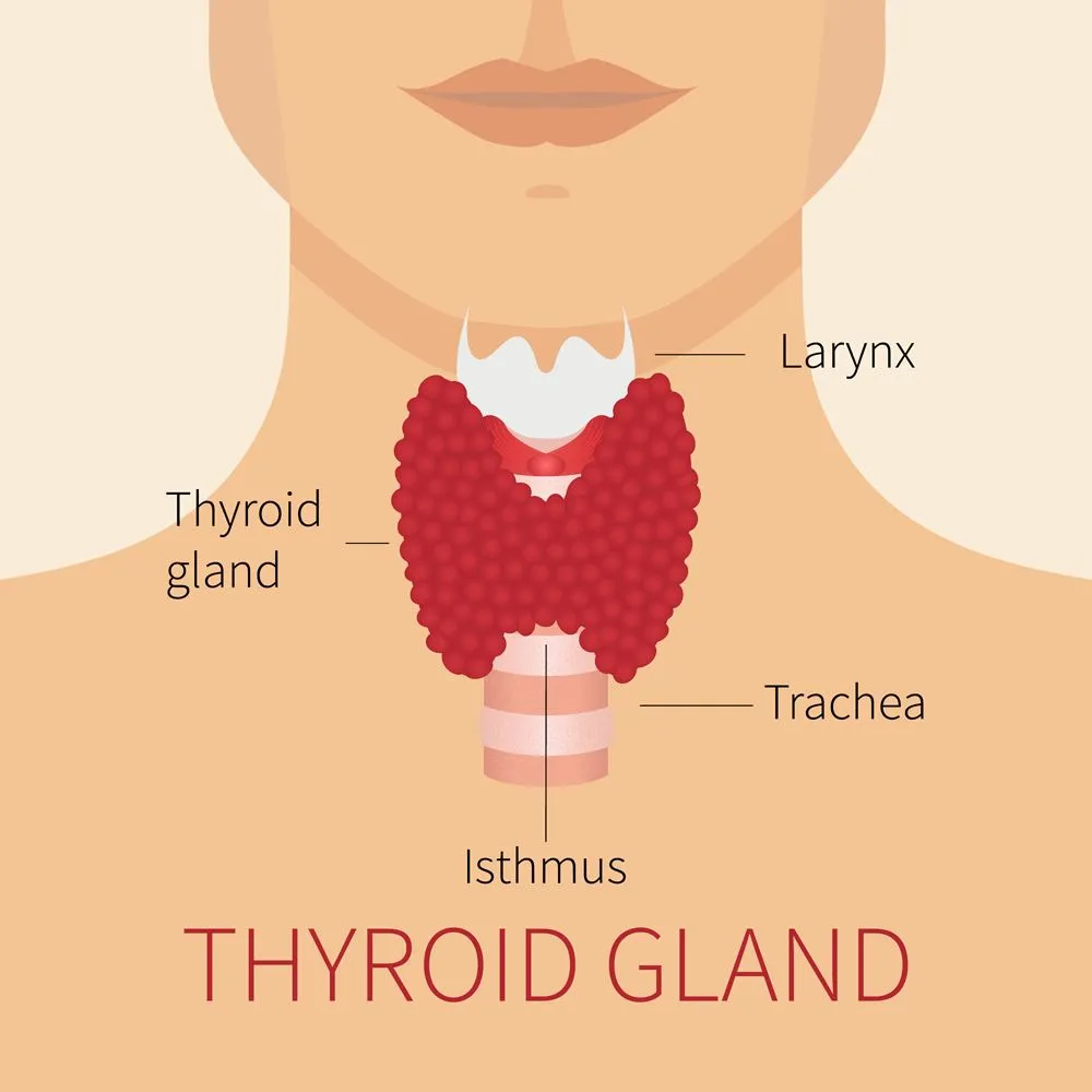 Thyroid gland and trachea scheme shown on a silhouette of a man(art4stock)s