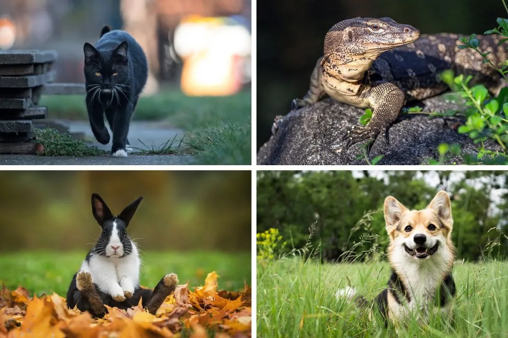 Animal Omens: What Are Some Superstitions Involving Animals?