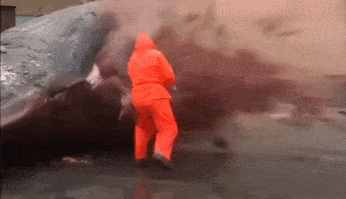 A marine biologist trying to cut open a whale's stomach.