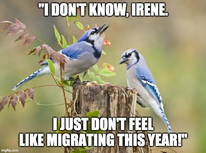 i dont know irene meme