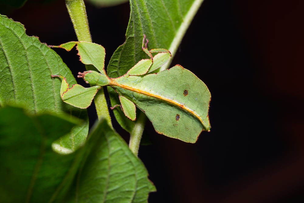 Close up of middle instar female leaf insect (Phyllium westwoodi) on its host plant(Matee Nuserm)s
